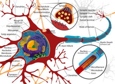 Complete labeled neuron.