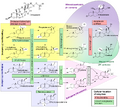 Steroidogenesis