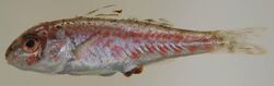 Mullus auratus (S0887) (12639311264).jpg