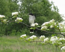 Kingbird in Crataegus.jpg