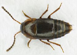 Tachinus corticinus up.jpg
