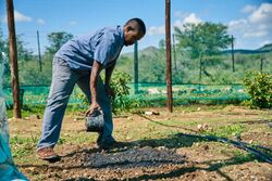 Agricultural worker distributing biochar over a planting plot