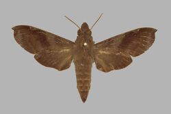 Temnora leighi, female, upperside. Comoros, Gd Comoro.jpg