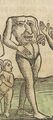 A blemmyae in the 1544 wodcutt in the Cosmographia of Sebastian Münster