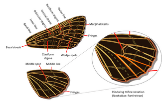 Labeled diagram