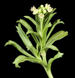 Lepidium foliosum (6968985785).jpg