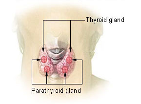 Illu thyroid parathyroid.jpg
