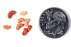 Medicago doliata seeds.JPG