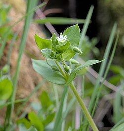 Stellaria in Nationaal Park De Biesbosch (DSC 3705).jpg