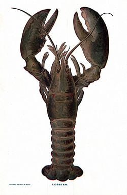 American lobster, Homarus americanus