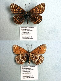 AC5-12 Melitaea britomartis (3430861281).jpg