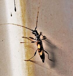 Compsibidion maronicum.jpg