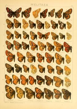 The Macrolepidoptera of the world (Taf. 65) (8145293448).jpg