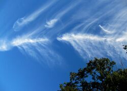 Cirrus vertebratus.jpg