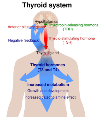 Thyroid system.svg