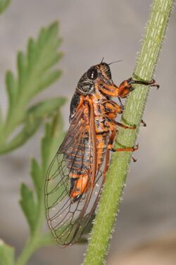 Cicadetta montana Croatia.jpg