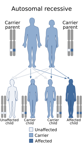 Autosomal recessive - en.svg