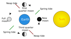 Spring tide: the Sun, moon, and earth form a straight line. Neap tide: the Sun, moon, and earth form a right angle.