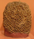 Cycadeoidea fossil cropped.png