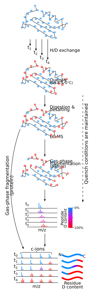 An illustration of an experimental workflow in hydrogen/deuterium exchange measured by mass spectrometry.