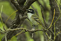 Black-capped Vireo - Texas - Usa H8O1970 (22978591836).jpg