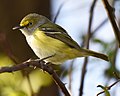 Edit white-eyed vireo blandair 4.20.20 DSC 0224.jpg