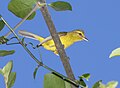 Golden Vireo.jpg