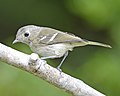 Hutton's Vireo 4842.jpg