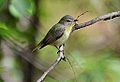 Philadelphia Vireo (14067191614).jpg