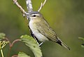 Red-eyed Vireo (8577463371).jpg