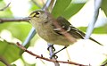 Thick-billed Vireo on twig.jpg