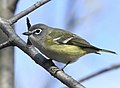 Vireo solitarius Sam Smith Park Toronto.jpg