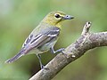 Yellow-throated Vireo by Dan Pancamo 1.jpg