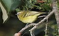 Yellow-winged Vireo (Vireo carmioli) (5772476424) (cropped).jpg