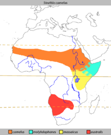 The present-day distribution of Ostriches.