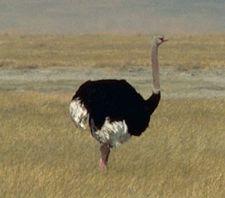 Male Masai Ostrich (Struthio camelus massaicus)