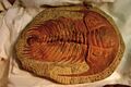 BLW Trilobite (Paradoxides sp.).jpg