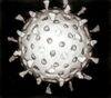 Rotavirus Reconstruction.jpg
