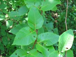 Betula chichibuensis leaves Arnold Arboretum.jpg
