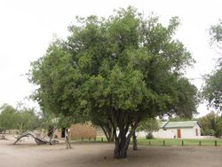 Augrabies-Pappea capensis-001.jpg