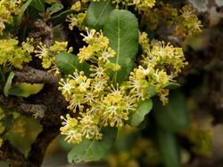 Pappea capensis00.jpg