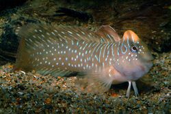 Salaria pavo DSCF9189.jpg