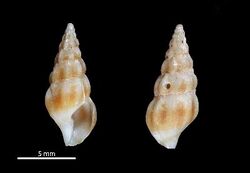 Fenimorea petiti 001.jpg