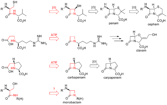 Overview of biosynthetic routes to the different classes of β-lactam compounds.