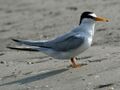 Least Tern RWD22.jpg