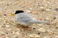 New Zealand Fairy Tern on shell-beach (cropped).jpg