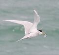 Peruvian Tern (cropped).JPG