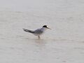 Saunders's Tern (Sternula saundersi), Jeddah, Saudi Arabia (crop).jpg
