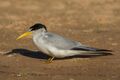 Yellow-billed tern Sternula superciliaris.jpg
