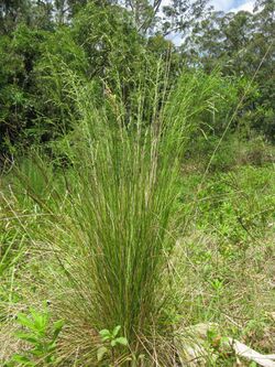 Poa labillardierei.jpg